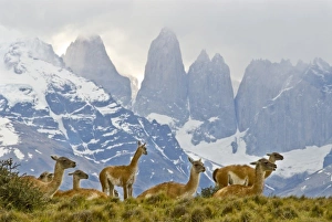 Herd of Guanacos with Paine Towers in background, Torres Del Paine National Park Herd of Guanacos with Paine Towers in background, Torres Del Paine National Park