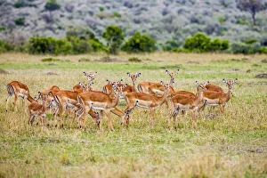 A herd if impala in the Masai Mara, Kenya, Africa A herd if impala in the Masai Mara, Kenya, Africa