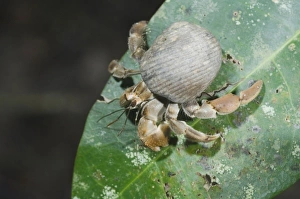 Hermit Crab, Pagurus sp., adult on leaf, Manuel Antonio National Park, Central Pacific Coast Hermit Crab, Pagurus sp., adult on leaf, Manuel Antonio National Park, Central Pacific Coast
