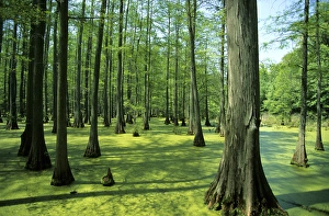 Heron Pond bald cypress trees in Little Black Slough State Natural Area, Shawnee National Forest Heron Pond bald cypress trees in Little Black Slough State Natural Area, Shawnee National Forest