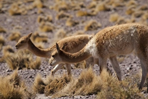 High in the Andes Mountains of the Chilean Atacama desert, at close to 14, 000 feet High in the Andes Mountains of the Chilean Atacama desert, at close to 14, 000 feet