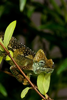 High-casque Chameleon, Trioceros hoehneli, Native to Kenya and Uganda, Habitat: Brush and Scrubs High-casque Chameleon, Trioceros hoehneli, Native to Kenya and Uganda, Habitat: Brush and Scrubs