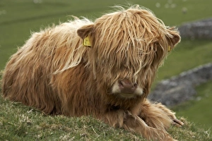 Highland cow near Malham, Yorkshire Dales, North Yorkshire, England Highland cow near Malham, Yorkshire Dales, North Yorkshire, England