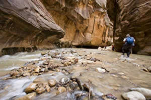 Hiking in the North Fork of the Virgin River in the Zion Narrows of Zion National Hiking in the North Fork of the Virgin River in the Zion Narrows of Zion National