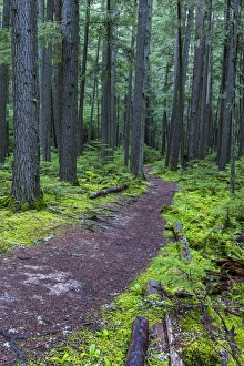 Hiking trail winds through mosyy rainforest in Glacier National Park, Montana, USA Hiking trail winds through mosyy rainforest in Glacier National Park, Montana, USA