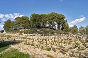 The hilltop with the small tower that has given its name to the domaine. Mourvedre The hilltop with the small tower that has given its name to the domaine. Mourvedre