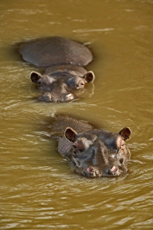 Hippopotamus in river, Masai Mara, Kenya. Hippopotamus amphibius Hippopotamus in river, Masai Mara, Kenya. Hippopotamus amphibius
