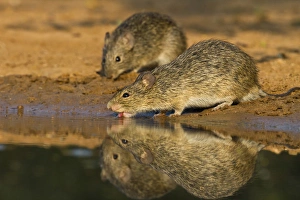 Hispid Cotton Rat (Sigmodon hispidus) drinking at south Texas pond Hispid Cotton Rat (Sigmodon hispidus) drinking at south Texas pond
