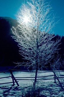 Hoarfrost backlighted on tree in rural Idaho. frost, cold, frozen, freeze Hoarfrost backlighted on tree in rural Idaho. frost, cold, frozen, freeze