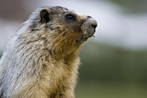 Hoary Marmot in Glacier National Park in Montana Hoary Marmot in Glacier National Park in Montana