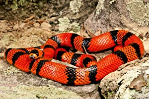 Honduran Milk Snake (Tangerine Phase), Lampropeltis triangulum hondurensis, Native Honduran Milk Snake (Tangerine Phase), Lampropeltis triangulum hondurensis, Native