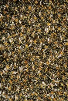 Images Dated 12th November 2008: Honey Bee, Apis mellifera, bees on wild honey cone, Welder Wildlife Refuge, Sinton