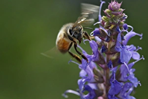 Honey bee collecting nectar, Apis mellifera, Kentucky Honey bee collecting nectar, Apis mellifera, Kentucky