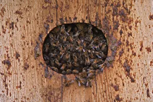 Honey Bees with hive in bird house, Apis mellifera Honey Bees with hive in bird house, Apis mellifera