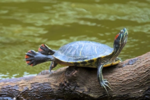Hong Kong: A painted turtle stretches on a log Hong Kong: A painted turtle stretches on a log
