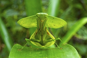 Hooded mantis (Choerododis rhombifolia), Costa Rica Hooded mantis (Choerododis rhombifolia), Costa Rica