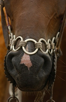 Horse belongs to a Pantanal cowboy Boiadeiro, decorates their clothing and horse Horse belongs to a Pantanal cowboy Boiadeiro, decorates their clothing and horse
