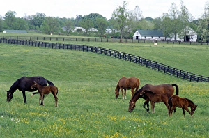 Horse graze in a pasture near Lexington, Kentucky Horse graze in a pasture near Lexington, Kentucky