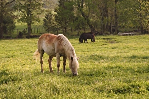 Horse grazing in meadow, Cades Cove, Great Smoky Mountains N.P. TN Horse grazing in meadow, Cades Cove, Great Smoky Mountains N.P. TN