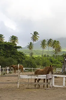 Horse riding along the equestrian beach trails Horse riding along the equestrian beach trails