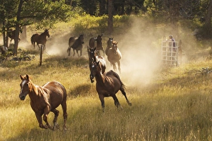 Horses running into pasture in early morning light Horses running into pasture in early morning light