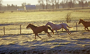 Horses running pasture at sunrise in the Wallowa Valley in Oregon Horses running pasture at sunrise in the Wallowa Valley in Oregon