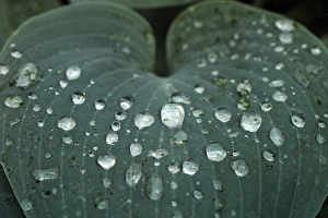 Water Droplets On Plant Leaves Prints: Hosta leaf with dew drops close up