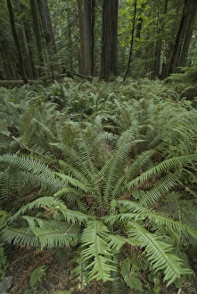 Huge Ferns and Trees at Cathedral Grove in MacMillan Provincial Park, British Columbia Huge Ferns and Trees at Cathedral Grove in MacMillan Provincial Park, British Columbia