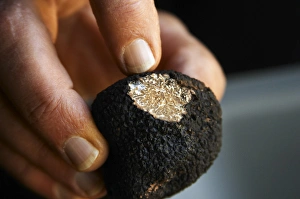 Hugues Martin, the owner of the truffles farm holding a fresh Perigord truffle in Hugues Martin, the owner of the truffles farm holding a fresh Perigord truffle in