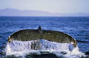 Humpback Whale Behavior Prints: Humpback tail