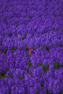 Hyacinth flower fields in famous Lisse, Holland Hyacinth flower fields in famous Lisse, Holland