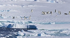 Ice Shelf, Antarctica. Emporer Penguins. Panoramic Composite Ice Shelf, Antarctica. Emporer Penguins. Panoramic Composite