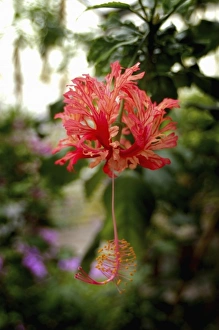 Iceland, Hveragerdi, Garden of Eden greenhouse Iceland, Hveragerdi, Garden of Eden greenhouse