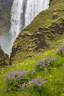 Iceland, Seljalandsfoss Waterfall, Wildflowers Iceland, Seljalandsfoss Waterfall, Wildflowers