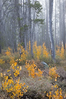 ID, Sawtooth National Recreation Area, Challis National Forest, Aspen and Pine trees ID, Sawtooth National Recreation Area, Challis National Forest, Aspen and Pine trees