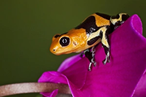 Imitator Dart Frog, Ranitomeya imitator, Peru Imitator Dart Frog, Ranitomeya imitator, Peru