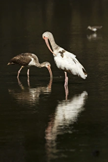 immature White Ibis (Eudocimus albus) feeding and preening, Santa Ana National Wildlife Refuge immature White Ibis (Eudocimus albus) feeding and preening, Santa Ana National Wildlife Refuge