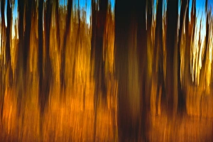 An impressionistic In-camera blur of colorful autumn trees An impressionistic In-camera blur of colorful autumn trees