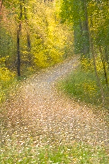 Impressionistic view of trees in autumn colors and leaf-covered pathway. Credit as Impressionistic view of trees in autumn colors and leaf-covered pathway. Credit as