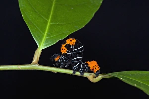 Inchworm (Geometridae) Moth larvae, Yasuni National Park, Amazon Rainforest, ECUADOR Inchworm (Geometridae) Moth larvae, Yasuni National Park, Amazon Rainforest, ECUADOR