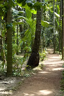 India, Goa, Ponda, Curti. Sahakari Spice Farm. Plantation grounds India, Goa, Ponda, Curti. Sahakari Spice Farm. Plantation grounds