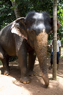 India, Goa, Ponda, Curti. Sahakari Spice Farm, elephant India, Goa, Ponda, Curti. Sahakari Spice Farm, elephant