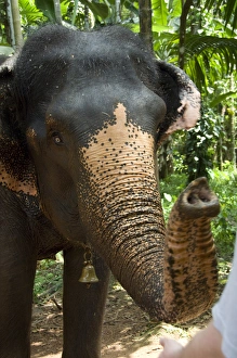 India, Goa, Ponda, Curti. Sahakari Spice Farm, elephant India, Goa, Ponda, Curti. Sahakari Spice Farm, elephant
