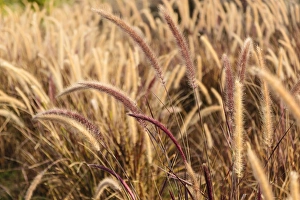 India, Rajasthan, Jaipur, Pink City, Close-up of long grass India, Rajasthan, Jaipur, Pink City, Close-up of long grass