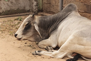 India, Rajasthan, Jhunjhunu, Nawalgarh, Ox Resting in street India, Rajasthan, Jhunjhunu, Nawalgarh, Ox Resting in street