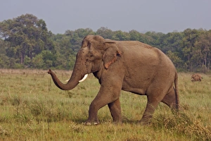 Indian / Asian Elephant, communicating with the herd, Corbett National Park, India Indian / Asian Elephant, communicating with the herd, Corbett National Park, India