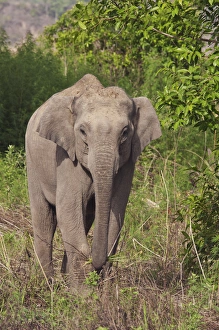 Indian / Asian Elephant, Corbett National Park, India Indian / Asian Elephant, Corbett National Park, India
