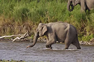 Indian / Asian Elephant, crossing the river Ramganga, Corbett National Park, India Indian / Asian Elephant, crossing the river Ramganga, Corbett National Park, India