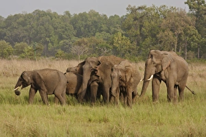 Indian / Asian Elephant, herd on the move, Corbett National Park, India Indian / Asian Elephant, herd on the move, Corbett National Park, India