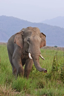 Indian / Asian Elephant, malr, in the savannah, Corbett National Park, India Indian / Asian Elephant, malr, in the savannah, Corbett National Park, India